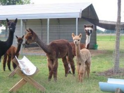 Cushy alpacas