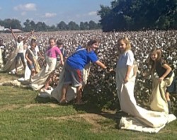 Frogmore cotton picking